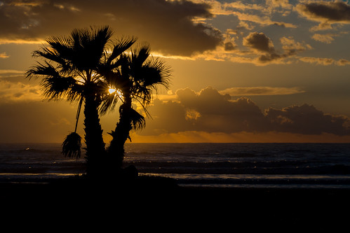 sunset sky tree beach clouds italia tramonto nuvole palm cielo albero palma spiaggia lazio ladispoli canoneos6d