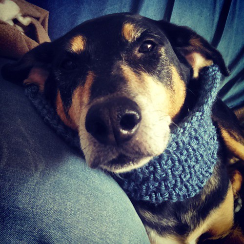 'Does this cowl make me look extra cute?" - Tut #dogstagram #knitstagram #rescued #coonhoundmix #handknit #cowl
