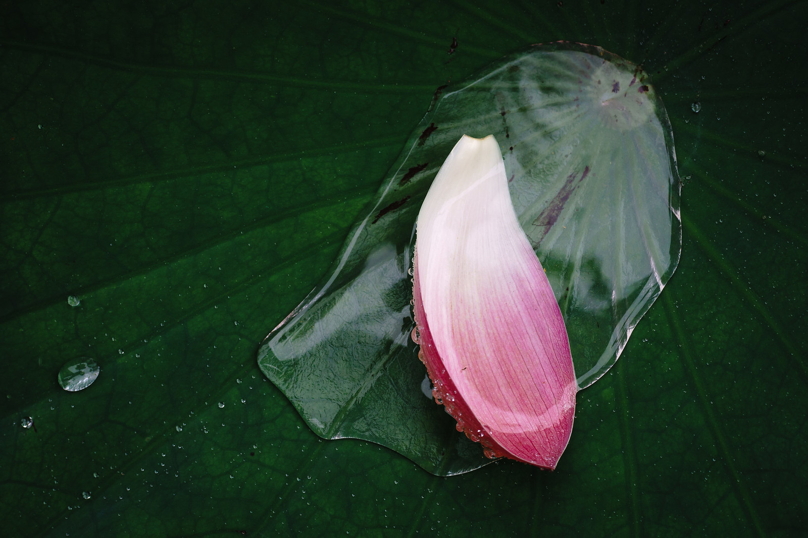 Lotus flower-1