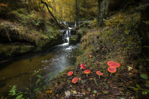 bosque otoño rio loureiro vivero amanita muscaria galicia lugo