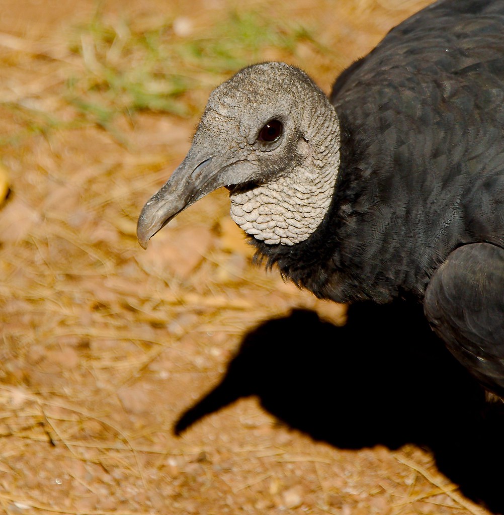 Black Vulture (Coragyps atratus)_1