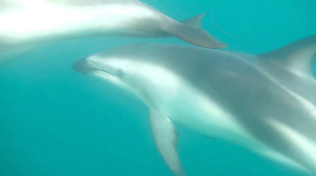 Swimming with dusky dolphins in Kaikoura, New Zealand