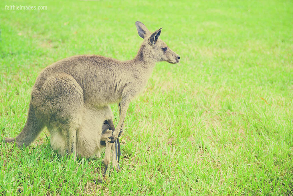 Kangaroo with joey's paws off the pouch