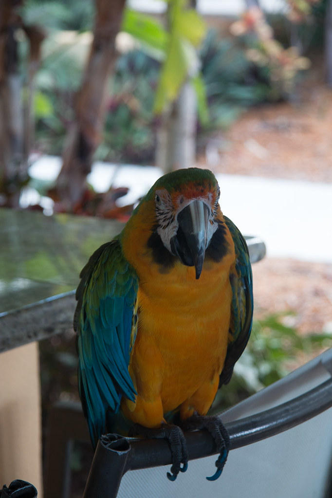 Parrot at Hampton Inn Key Largo