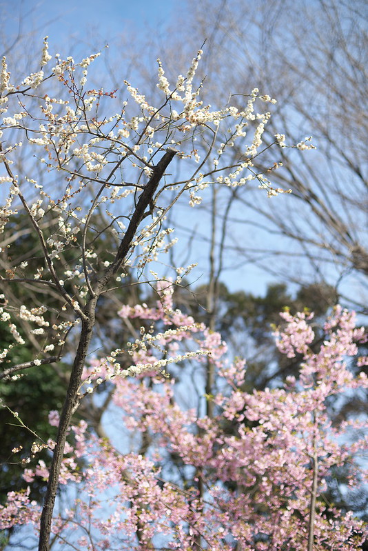 東京路地裏散歩 上野公園の桜と梅 2015年3月5日