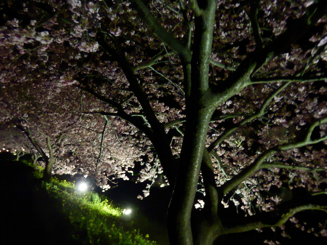 ݂Ȃ݂̍ƍ؂̉Ԃ܂bKawazu-zakura Cherry Blossoms and Rape Blossoms Festival