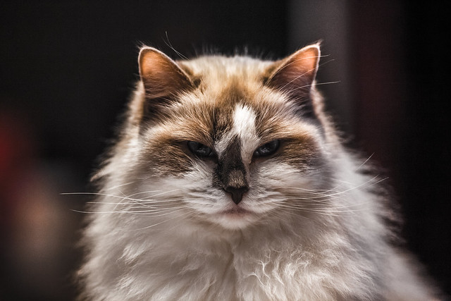 Pictures Of Large Ragdoll Cats