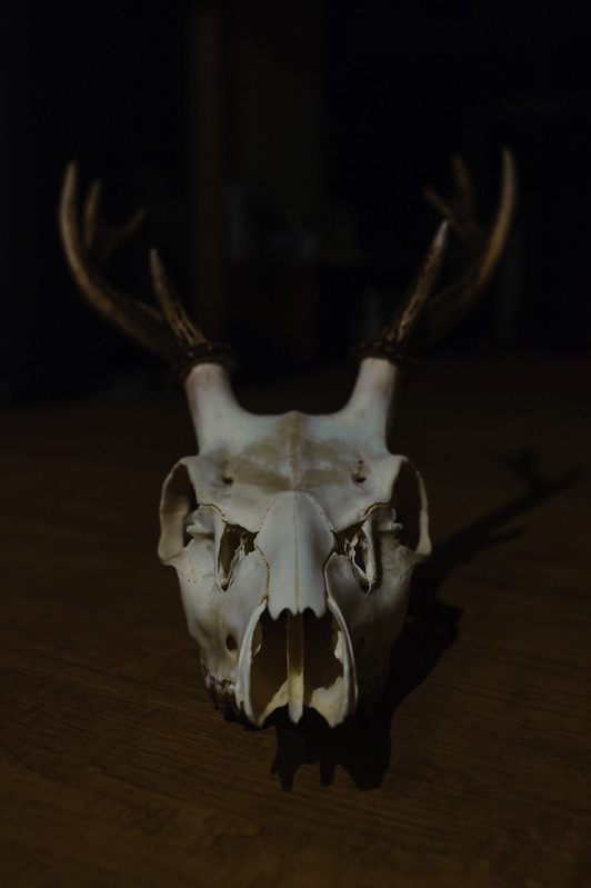 The skull of the deer