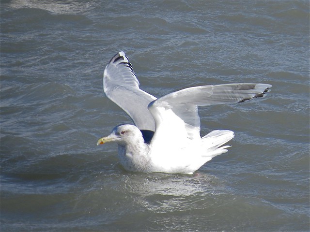 Thayer's Gull (Adult) at North Point Marina in Lake County, IL 09