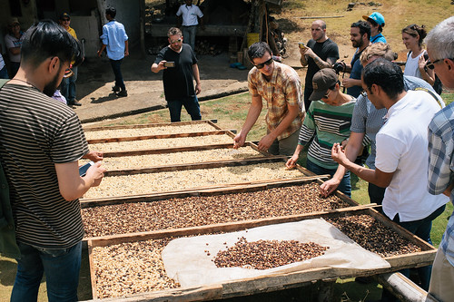 Discussing the drying techniques used as Finca La Virgen