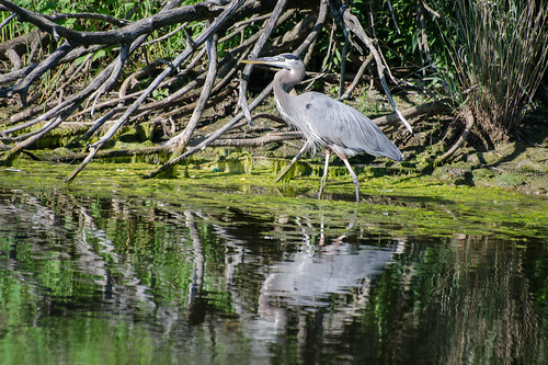 bird greatblueheron heron nature photography pond reflection water baltimore maryland unitedstates animal