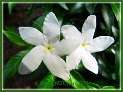 Our Tabernaemontan divaricata (Pinwheel Flower, Milk Flower) in the outer bed, June 6 2013