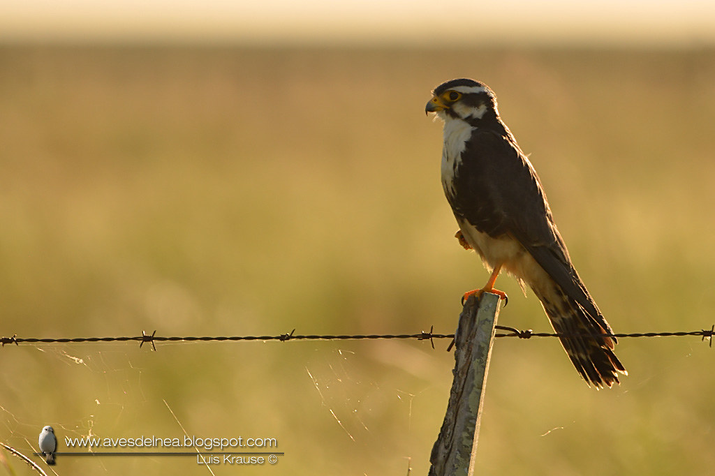 Halcón plomizo (Aplomado Falcon) Falco femoralis