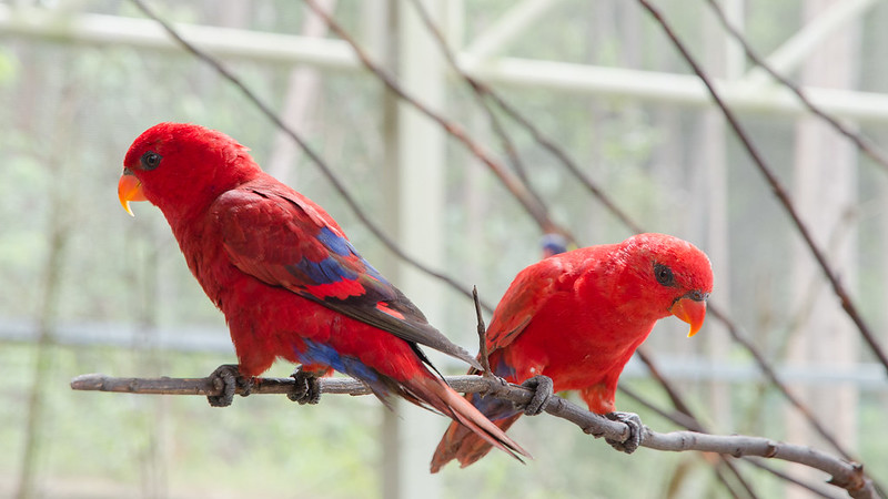 A pair of red birds at Bukit Gambang Safari Park