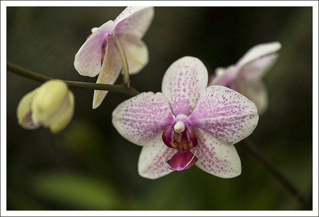 Mobot Orchid Show 2015-03-07 8