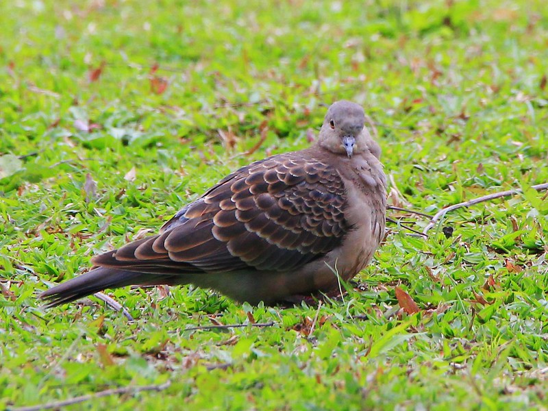 IMG_9407 金背鳩 Oriental Turtle-dove
