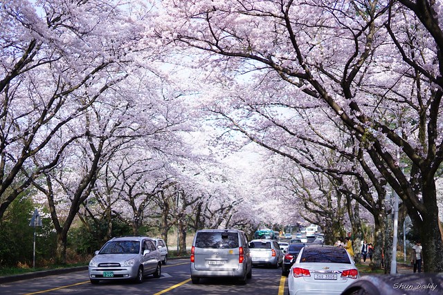Sakura in Jeju, Korea