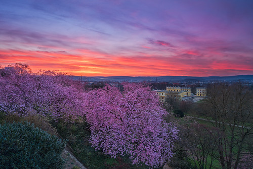 sunrise spring sony cherryblossom sonnenaufgang cherrytree kassel frühling orangerie kirschblüte sonya7r
