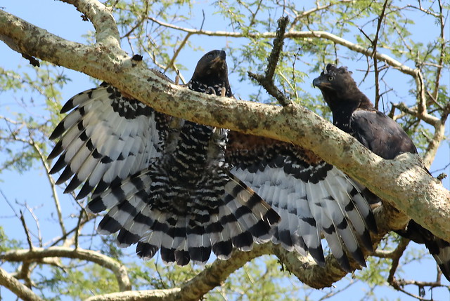 Crowned eagle (African crowned eagle, crowned hawk-eagle) Stephanoaetus coronatus, at Ndumo Nature Reserve, KwaZulu-Natal, South Africa