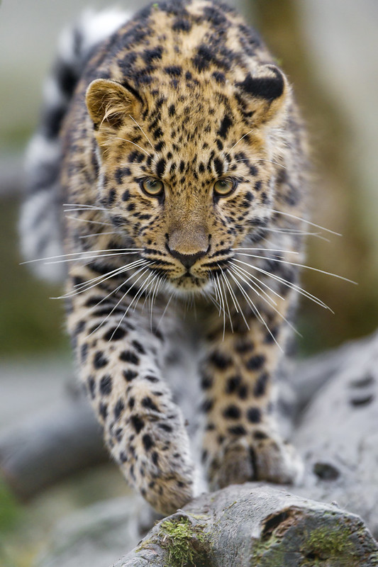 Approaching young Amur leopardess