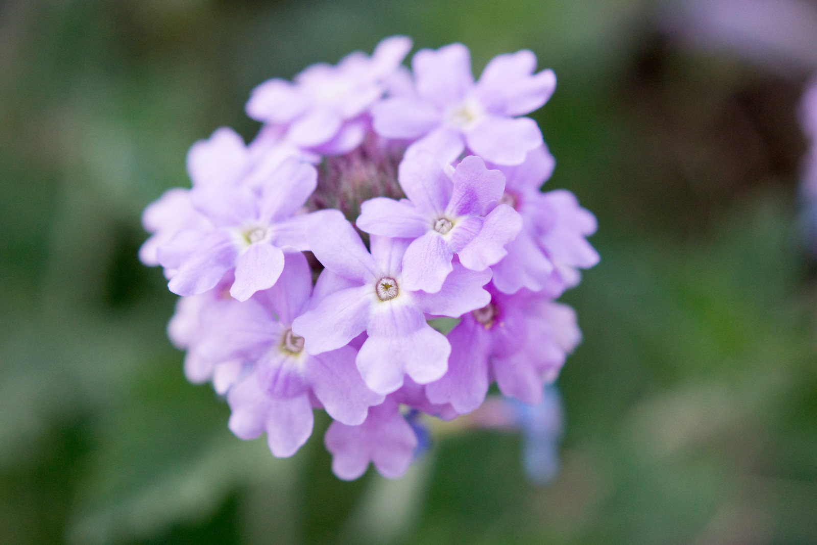 1503 Vervain in Agua Caliente Canyon