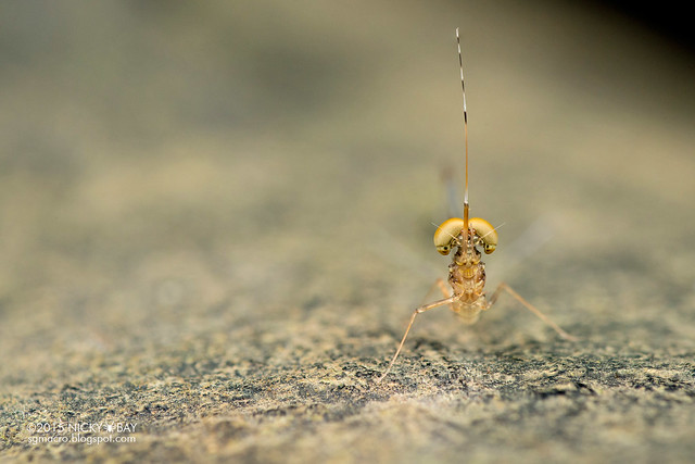 Mayfly (Ephemeroptera) - DSC_4690