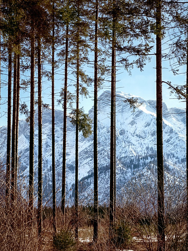 trees mountain austria view oberösterreich lockedout gemeindegrünauimalmtal