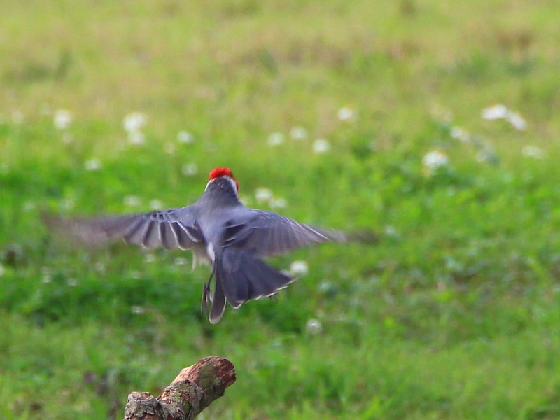 IMG_8889 紅冠蠟嘴雀 Red-crested Cardinal