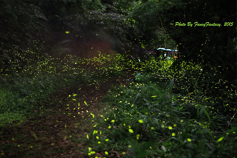 Fireflies in the dark forest