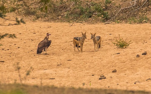 blackbackedjackal cac kruger lappetfacedvulture mammals raptors skukuzacamp southafrica2015 vultures krugerpark mpumalanga southafrica za