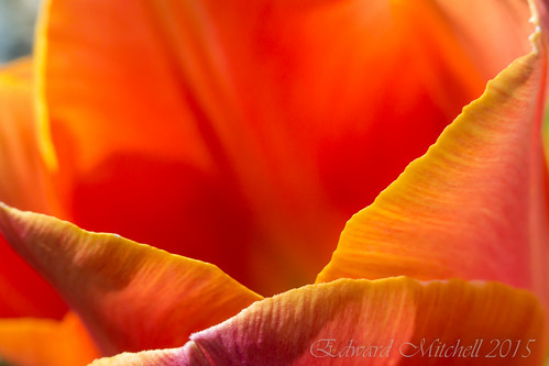 Orange / red tulip
