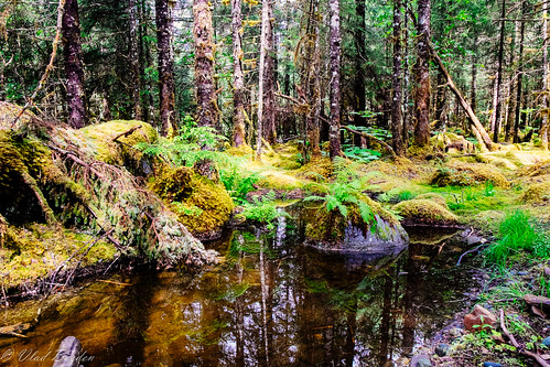 park reflection nature alaska creek forest moss unitedstates ak juneau 2014