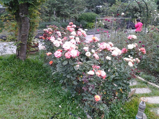 11300玫瑰花園
