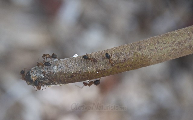 ants on mangrove root 0000 Key Biscayne, Miami, Florida, USA