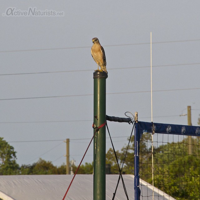 falcon 0000 Lake Como resort, Florida, USA