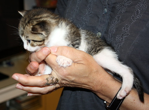Abbot, gatito pardo y blanco mimosón, nacido en Marzo´15, busca hogar. Valencia. ADOPTADO. 17030181541_de9f87bdef