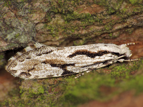 archinemapogonyildizae macro moth