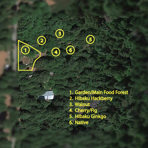 Food Forest Plots