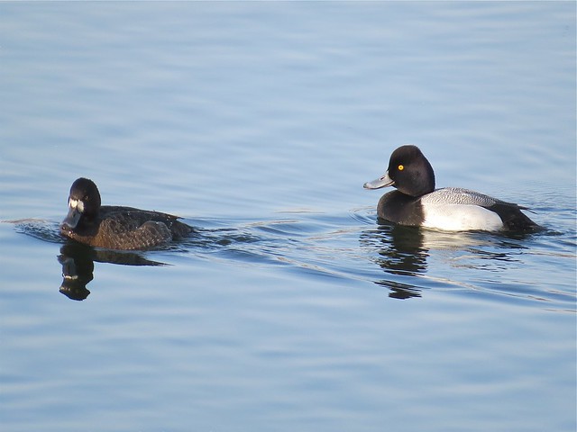 Lesser Scaup at Lake Bloomington in McLean County, IL 01