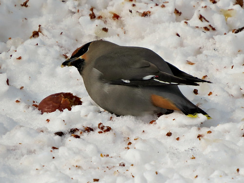 winter snow bird apples bathurst waxwing bohemianwaxwing citritbestofyours