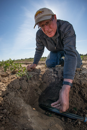 Joe Muller and Sons, Co-Owner Tom Muller digs down to check the soil condition of his crop of tomatoes, that receive underground micro irrigation, in Woodland, CA.