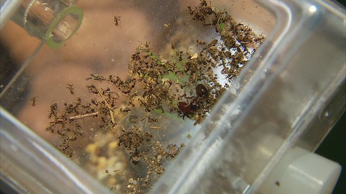 寵物市場中的外來種螞蟻無法可管
