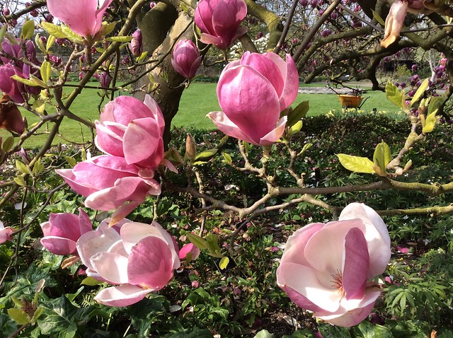 Kew Gardens Magnolia 2015