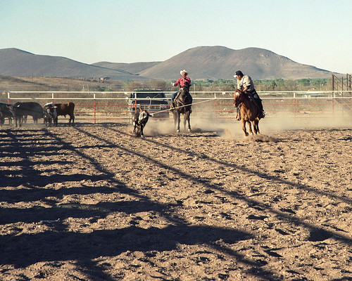 2003 sunset people horse chihuahua mexico cow desert cattle rodeo lasso chihuahuandesert mataortiz