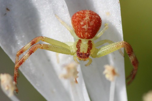 lakelandhighlandsscrub polkcountyflorida florida spider arachnida