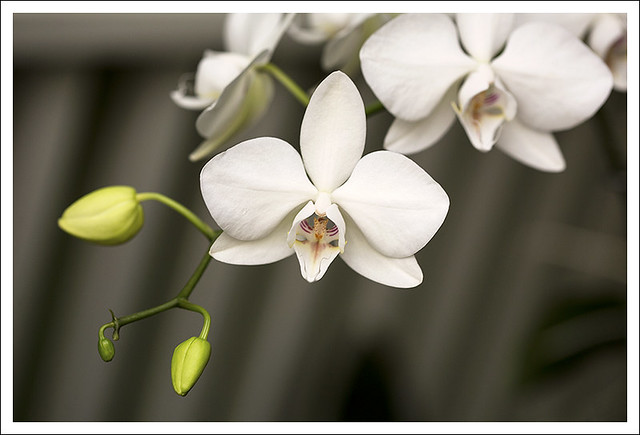 Mobot Orchid SHow 2015-03-07 4