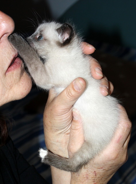 Suso, gatito siamés megadulce nacido en Febrero´15, en adopción. Valencia. ADOPTADO. 16885497605_9edbd50448_z