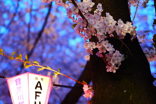 目黒川　夜桜