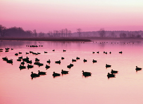 Ducks on a lake with sunset