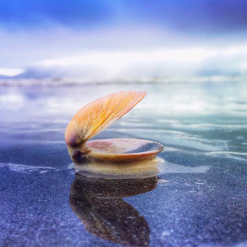 Sea shells on the seashore...